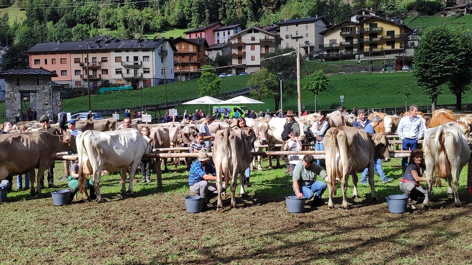 gara mungitura branzi 2023 - La Voce delle Valli