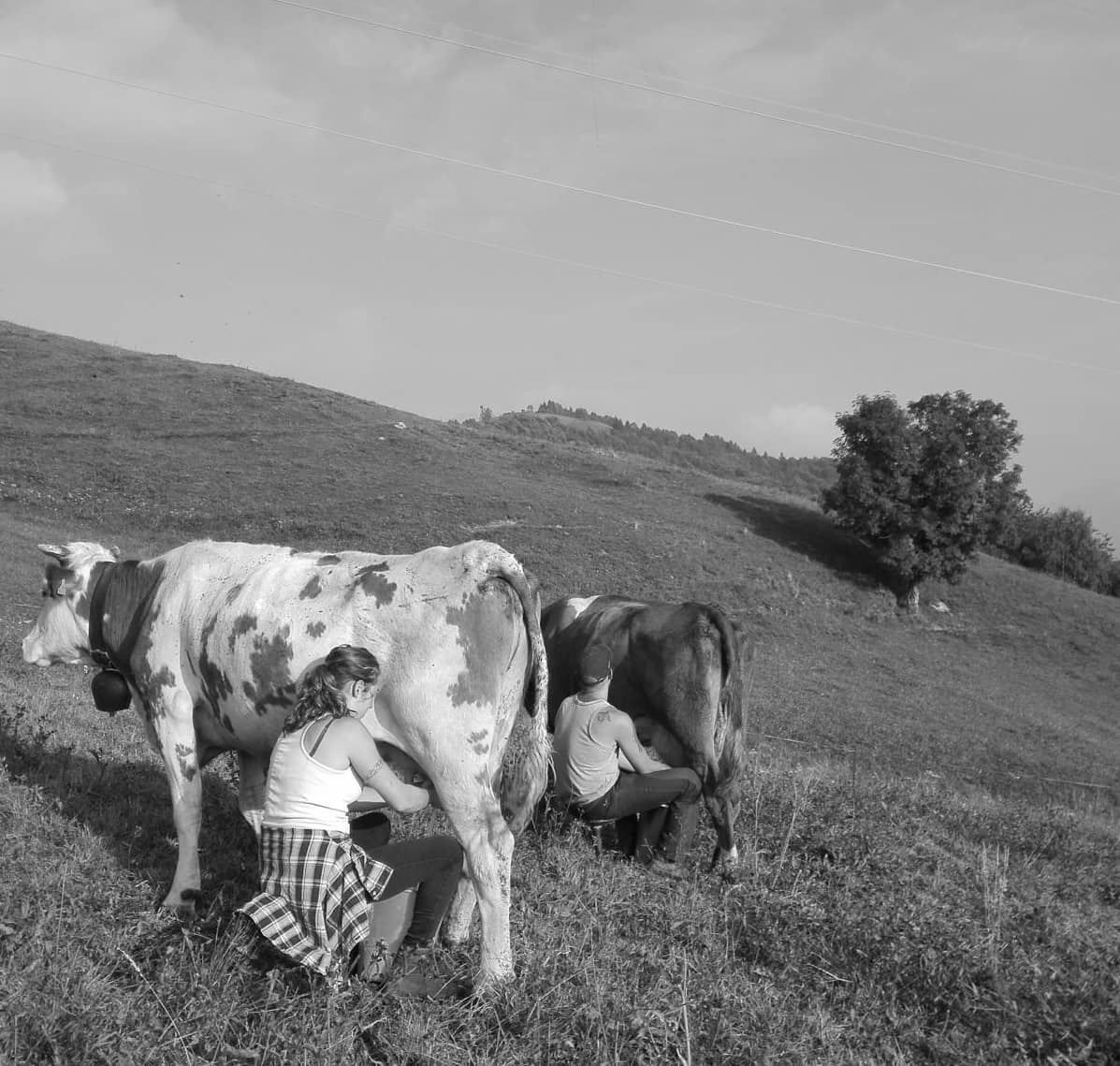 azienda agricola stallone 1 - La Voce delle Valli