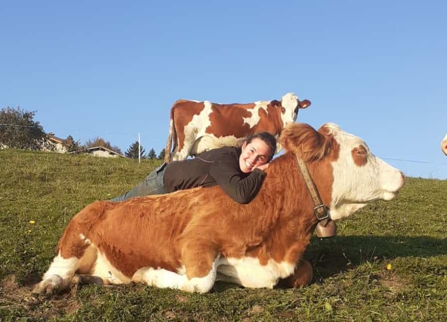 azienda agricola stallone 2 - La Voce delle Valli